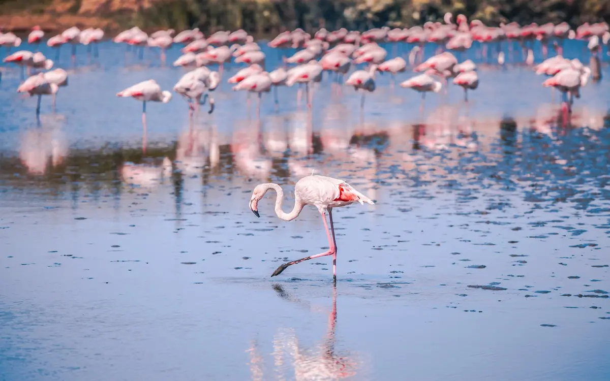 Flamants roses en Camargue